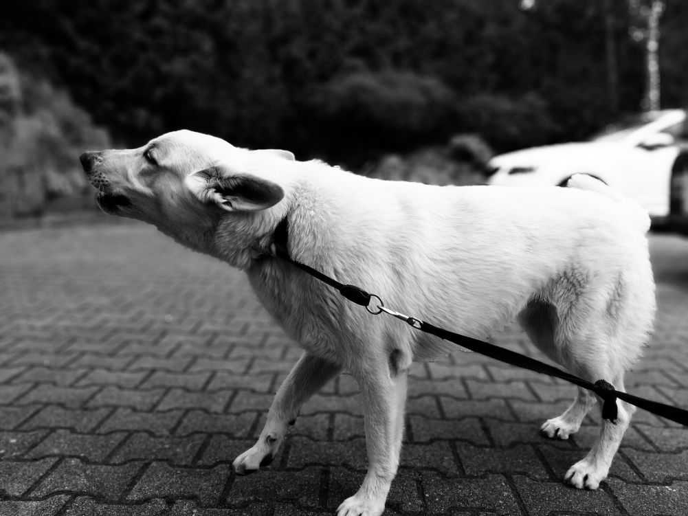 How to Effectively Get a Dog to Release a Bite | Woof & Beyond