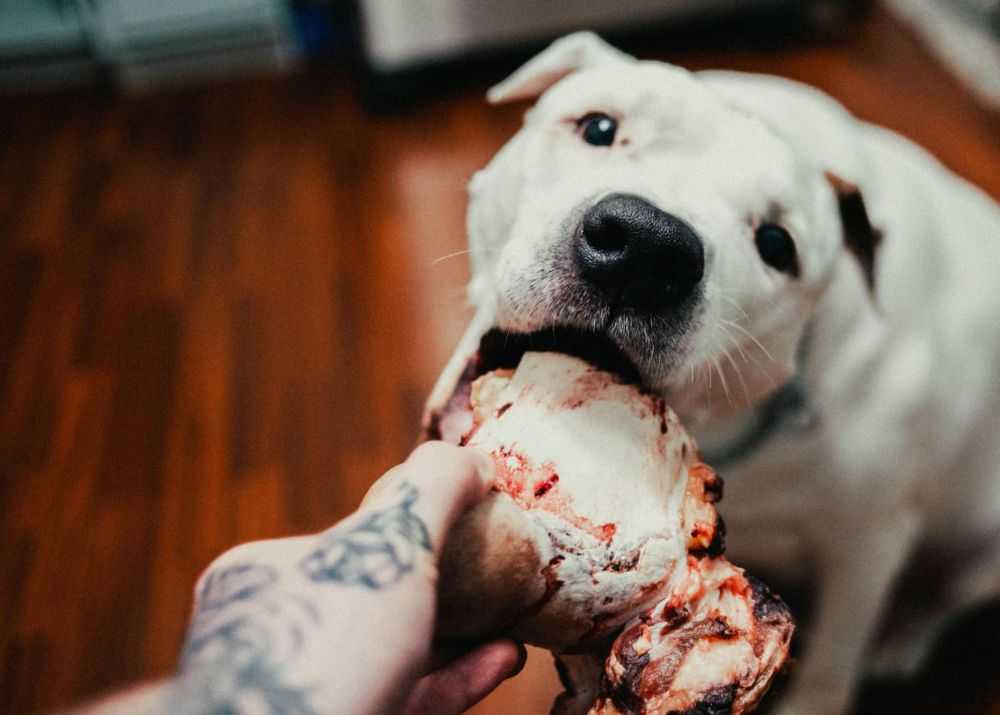 feeding-your-dog-once-a-day-is-it-cruel-woof-beyond