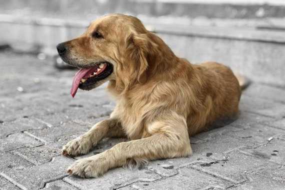 Quantity vs. Quality: Maximize the Chance Your Male Dog Impregnates a