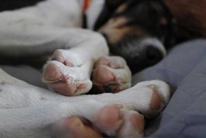 why do dogs curl their paws