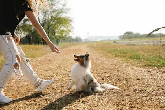 How to Know When Your Male Dog Wants to Mate: Signs to Watch out For