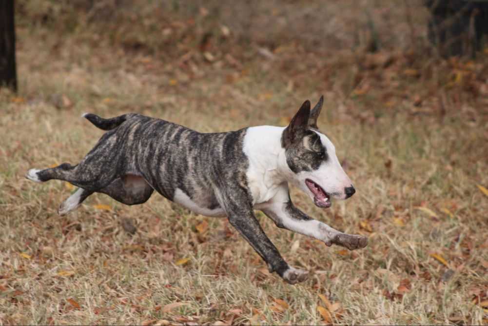 Chase Me if You Can: Understanding Your Dog's Love for Being Chased ...