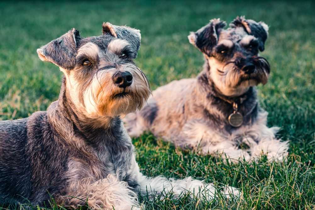 dog-inbreeding-can-you-breed-sibling-dogs-woof-beyond