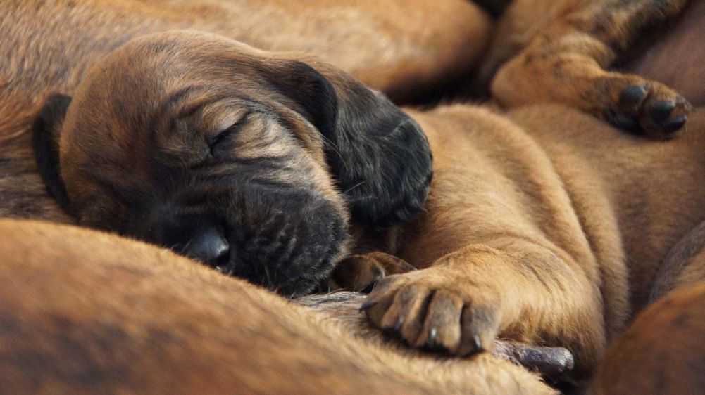 how-to-feed-and-care-for-newborn-puppies