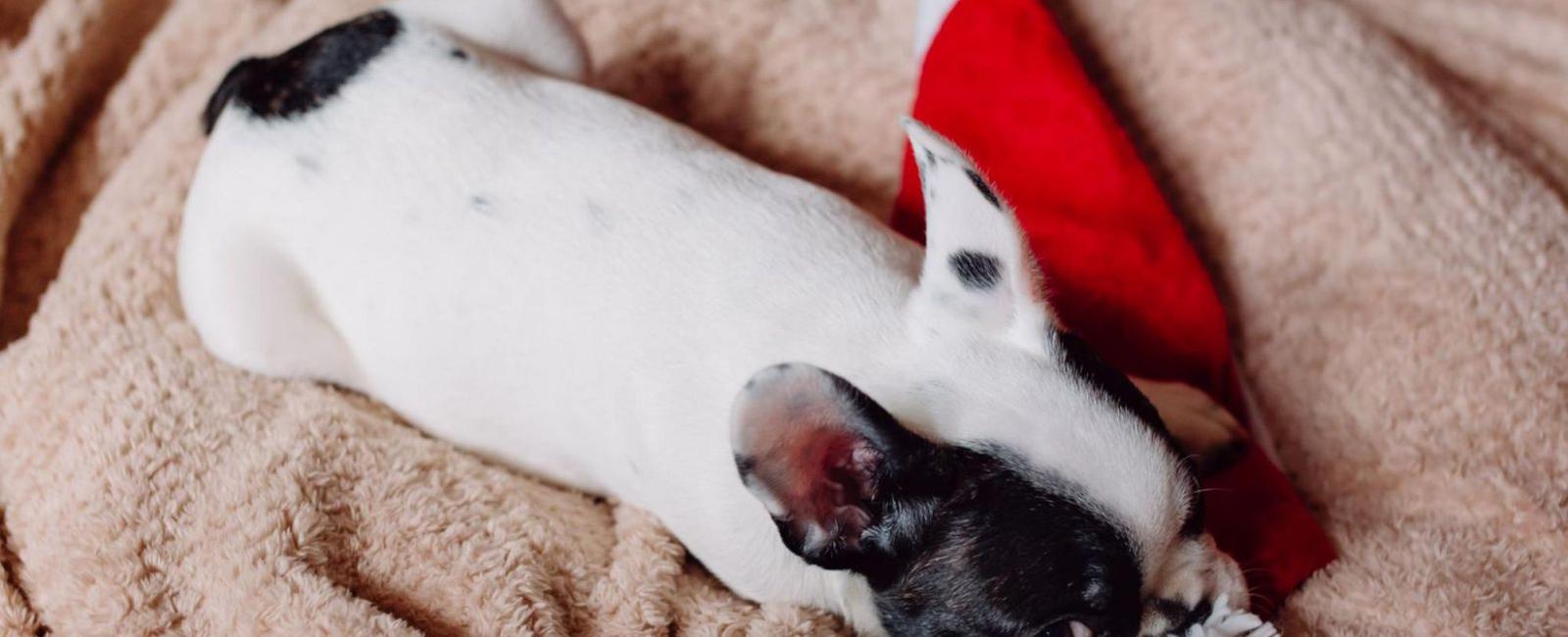 puppy chewing on blanket in crate