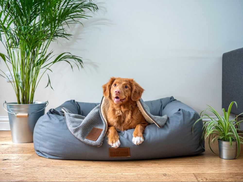 Dog Chewing Blanket in the Crate? Here's What to Do Woof & Beyond