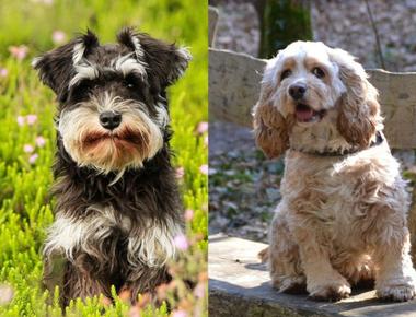 What Kind Of Dog Is Snoopy Woof Beyond