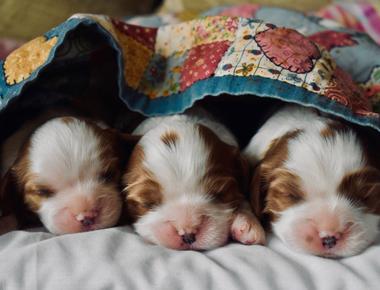 When Do Puppies Open Their Eyes?