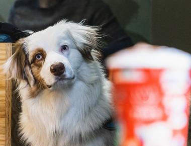 Do Dogs Know Their Names?