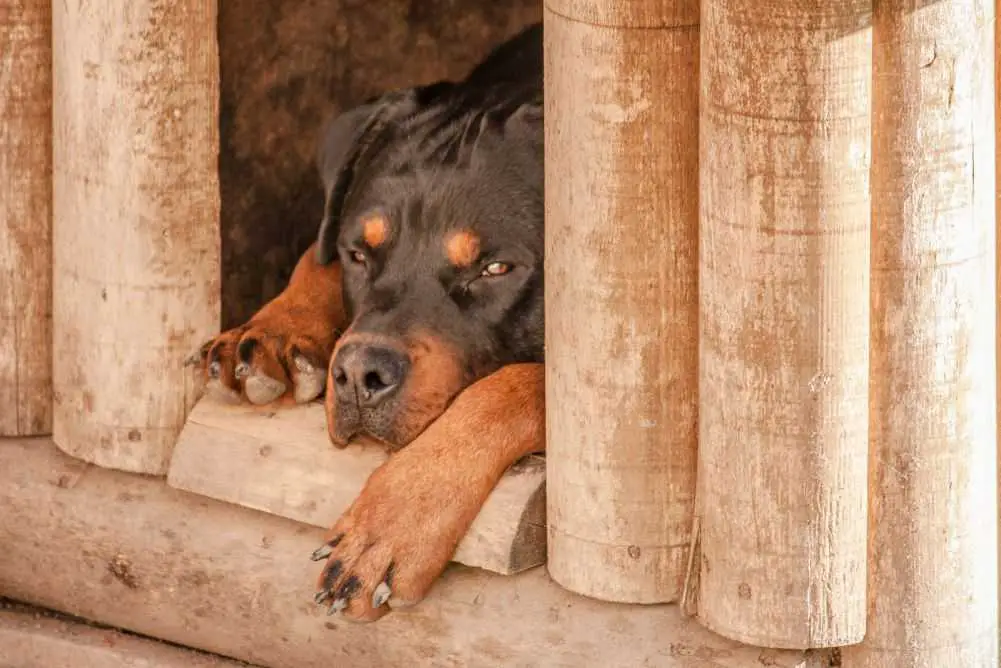 Can Dogs Sleep Outside? Is it Cruel? | Woof & Beyond