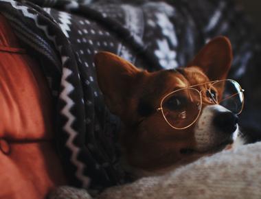 Your Dog Sleeps on Your Pillow? Here's Why