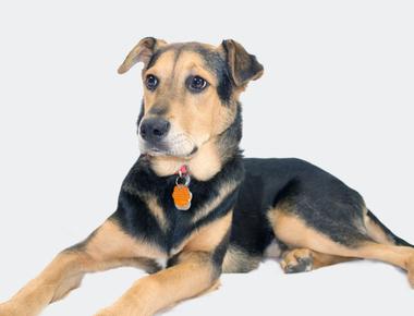 When Do Puppies' Ears Stand Up?