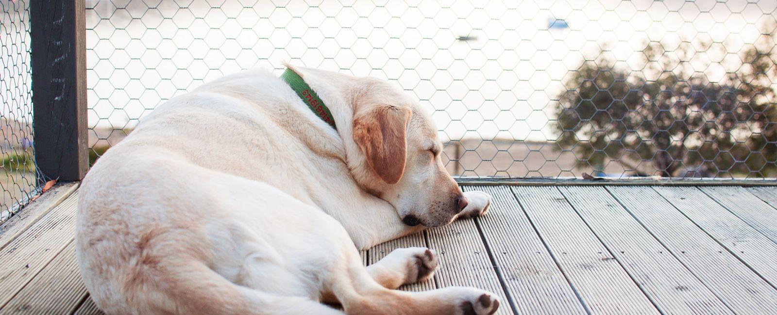 Do Dogs Really Have Knees? Here's the Absolute Truth Woof & Beyond