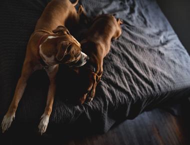 Why Do Dogs Get Stuck? Understanding the Copulatory Tie