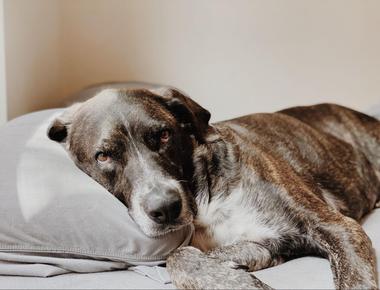 Do Dogs Blink?