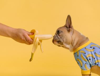 Foods Dogs Can and Can't Eat