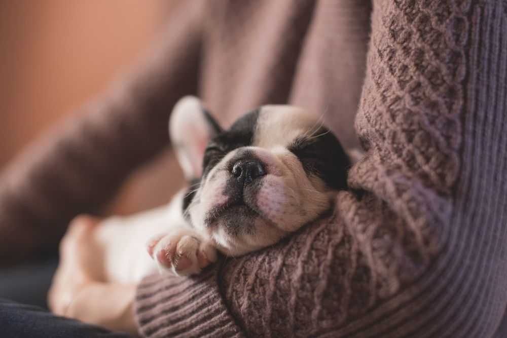 How Much Do Dogs Sleep? Woof & Beyond