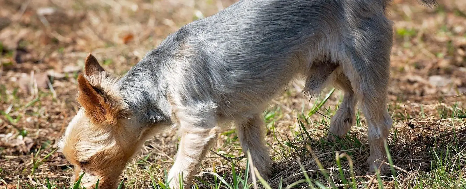 why do dogs sniff before they pee or poop
