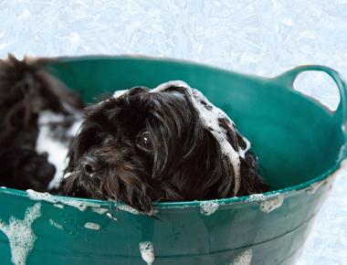 Make Your Dog Smell Better With These 6 Easy Tips