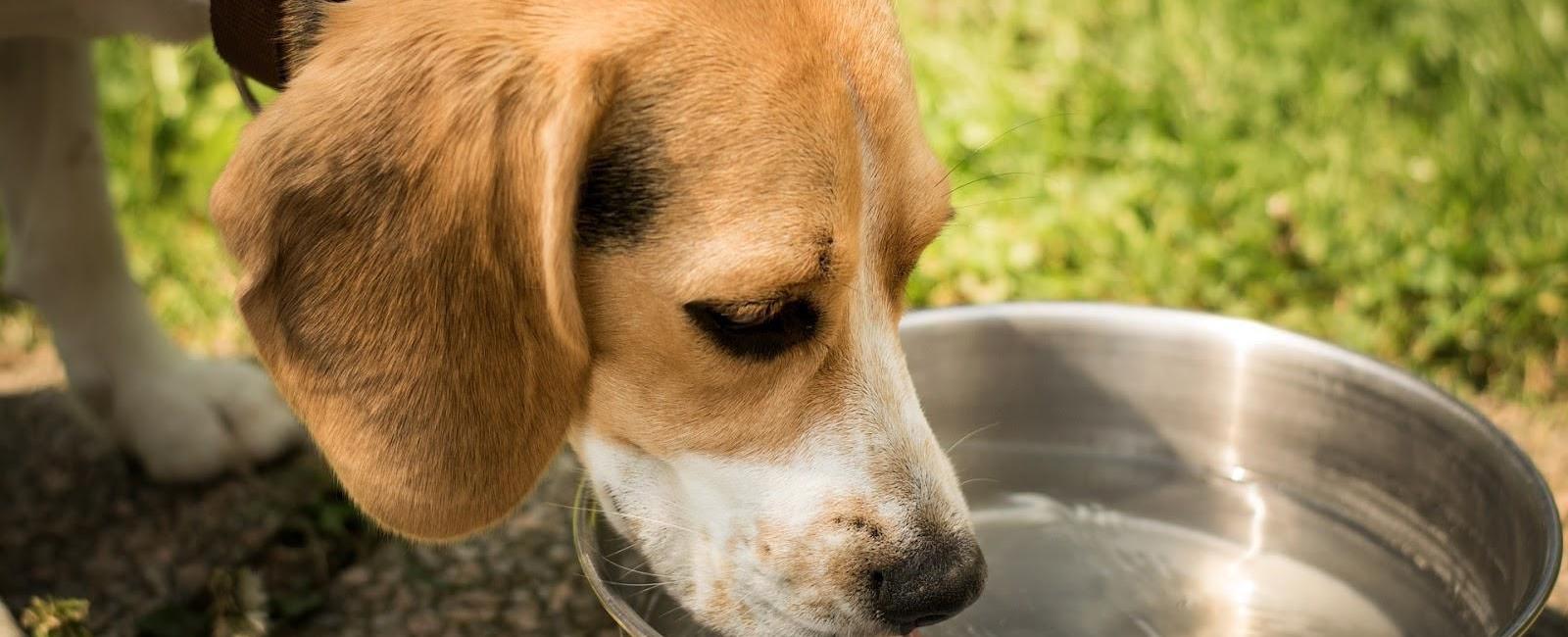 dog-drinks-water-too-fast-here-s-how-to-slow-them-down-a-bit-woof