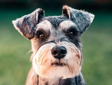 Dog Spaying and Neutering FAQs: Answering All of Your Questions