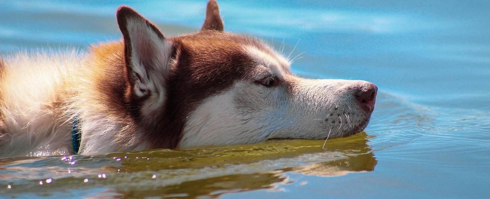 dog-water-temperature-what-is-the-best-for-your-dog-woof-beyond