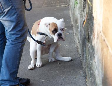 How Long Does It Take Dogs to Poop After Eating?