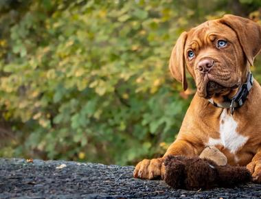 Is Your Dog Retarded or Mentally Challenged?