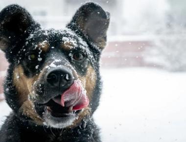 Dog's Ears Are Cold? Here's What to Do