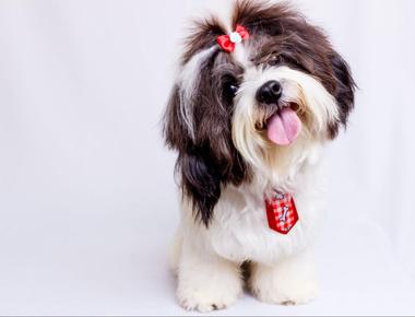 Dog Hair: Does it Grow Back?