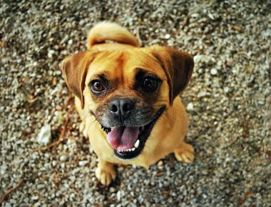 Your Dog Smells Like Fish? Here's Why