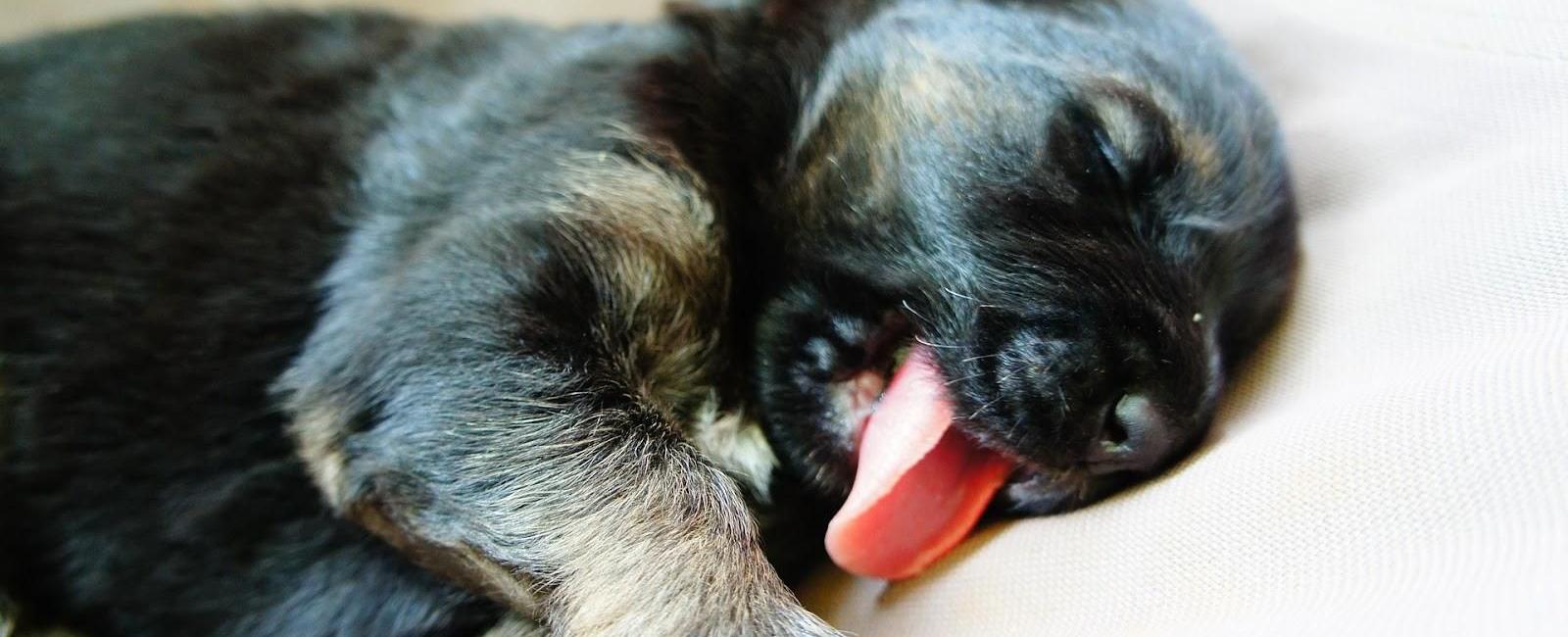 why do dogs sleep with their tongues out