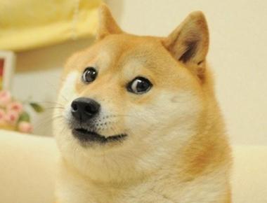 What Kind of Dog Is Doge?