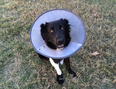 Dog Cones: How Long Should Your Dog Wear One?