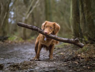 How Much Can a Dog Carry in a Backpack?