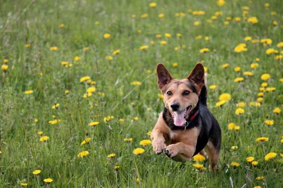 why-do-dogs-lick-ears-woof-beyond