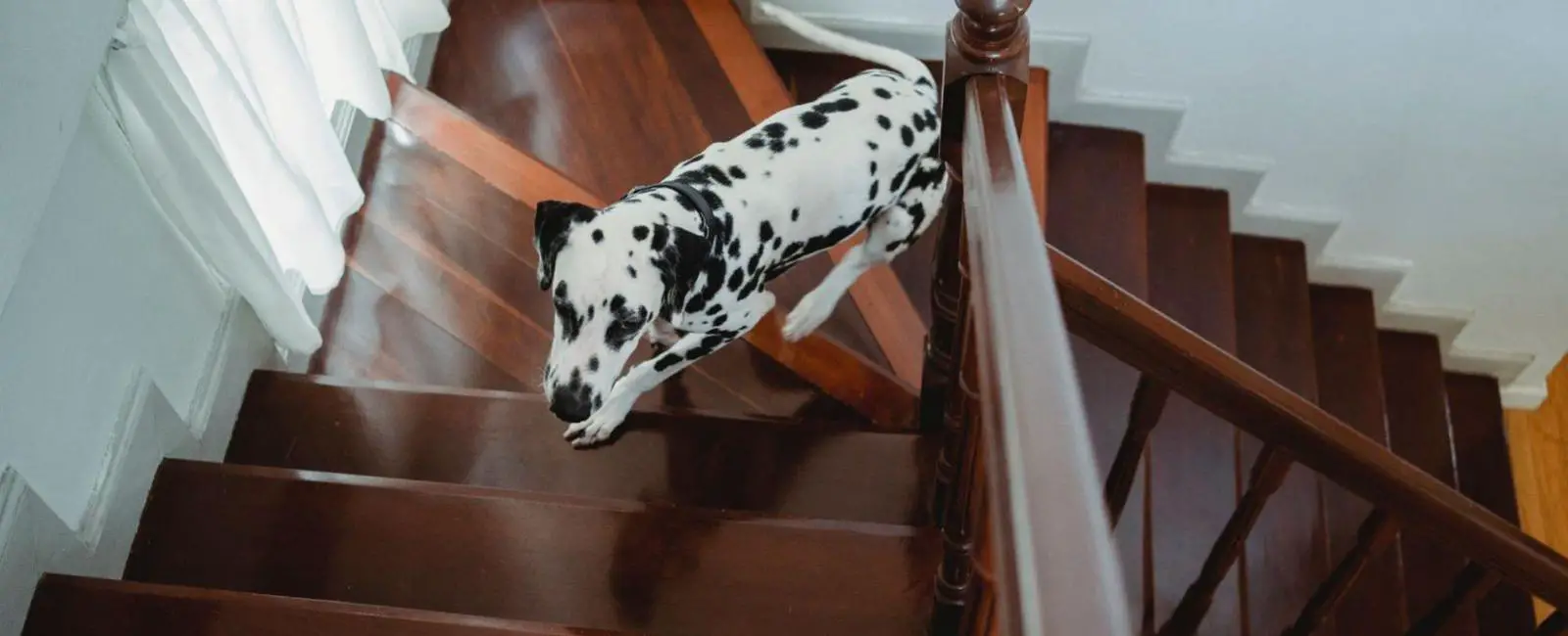 how to get dogs to go down stairs