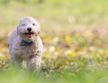 Puppy Aggression: Is It Normal?