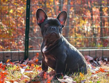 French Bulldog Shedding: How Bad Is It Really?