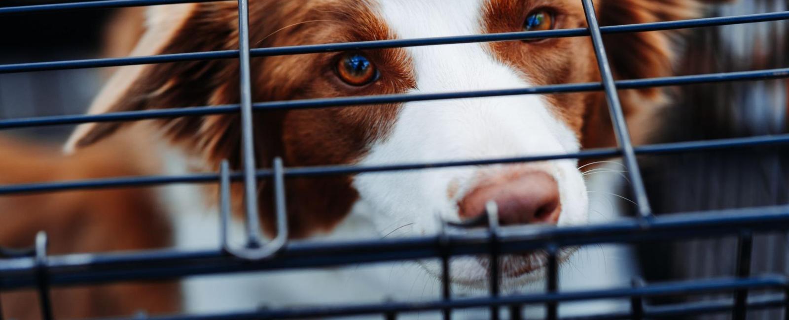 Crate Training How Long Can You Crate a Dog For? Woof & Beyond