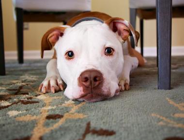Dog Pregnancy Calculator: When Will Your Dog Whelp?