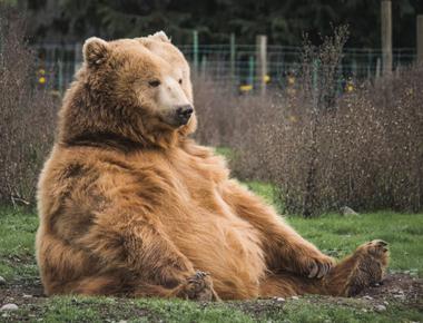 Are Bears Related to Dogs?